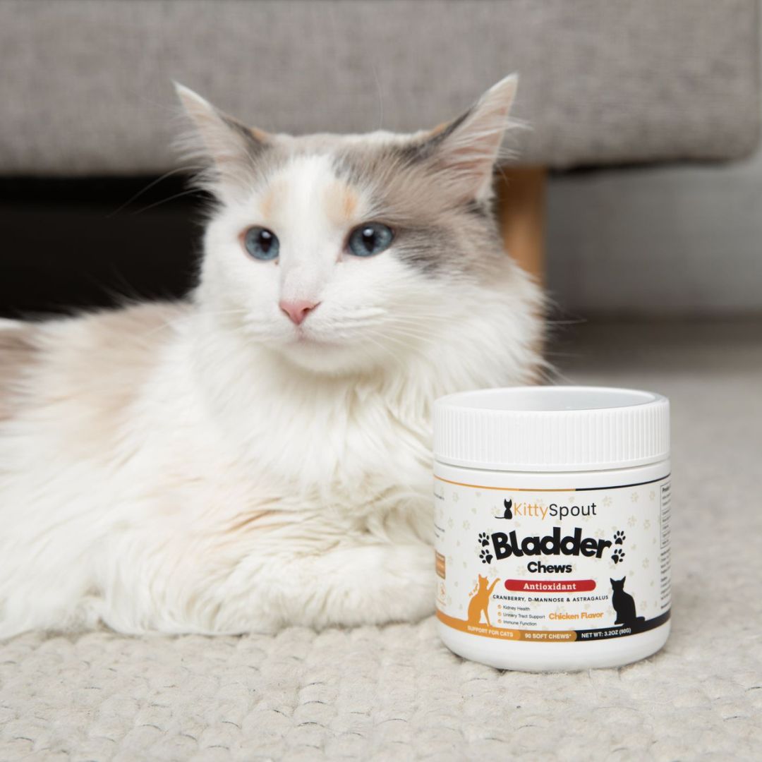 Can Cats Take Vitamins? Essential for Cat Health