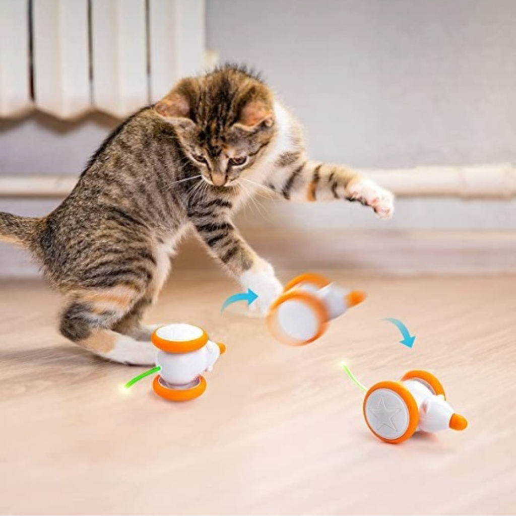 Top Tips to Entertain Cats and Keep Them Happy