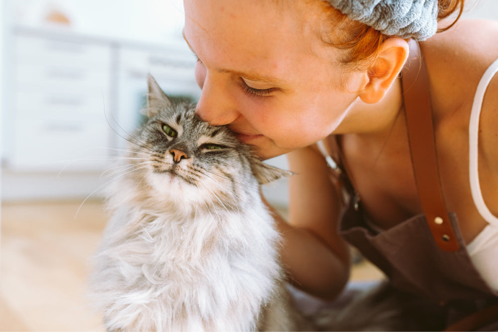 Top Wellness Plans for Cats: Ensure a Healthy Life for Your Feline